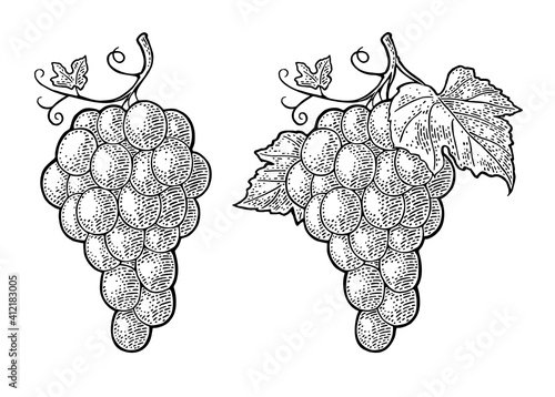 Bunch of grapes with berry and leaves. Vintage engraving vector