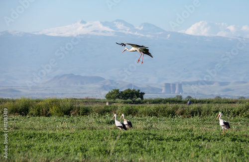 storks in the field