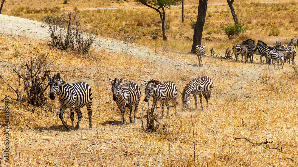 Naklejka premium zebras