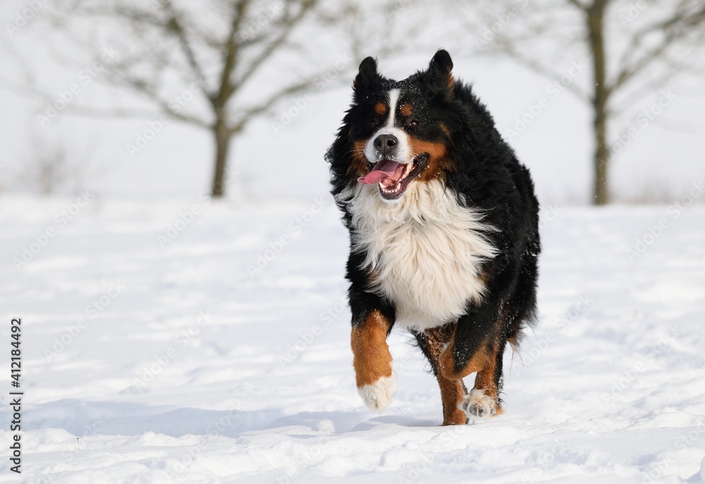 Naklejka premium Bernese Mountain dog in winter and snow runs