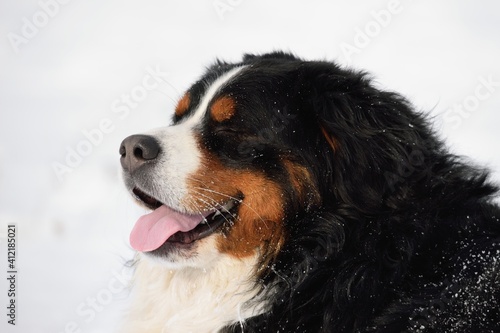 Bernese Mountain dog in winter and snow sleep
