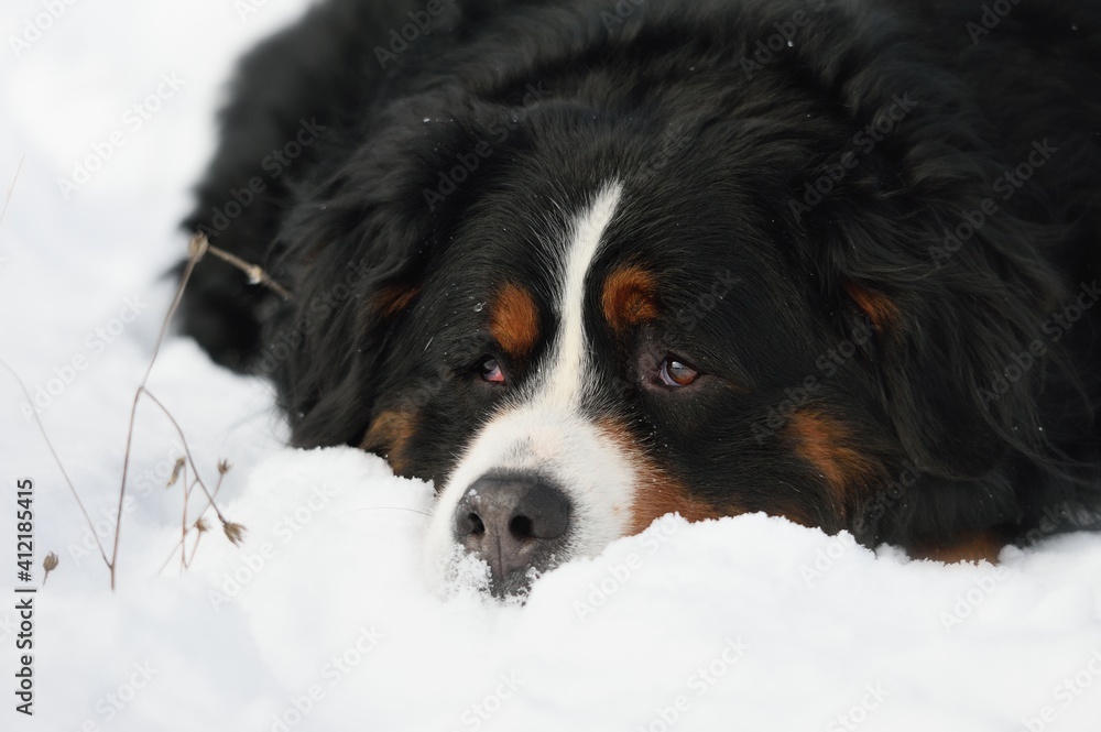 Bernese Mountain dog in winter and snow sleep