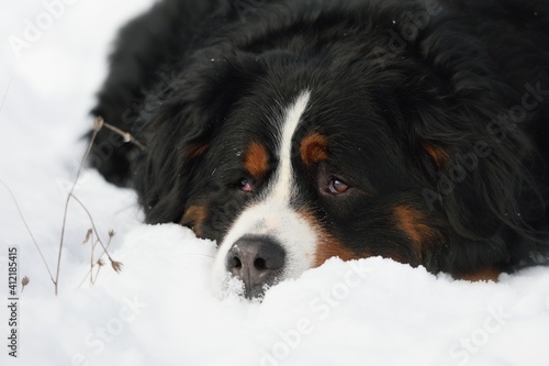 Fototapeta Naklejka Na Ścianę i Meble -  Bernese Mountain dog in winter and snow sleep