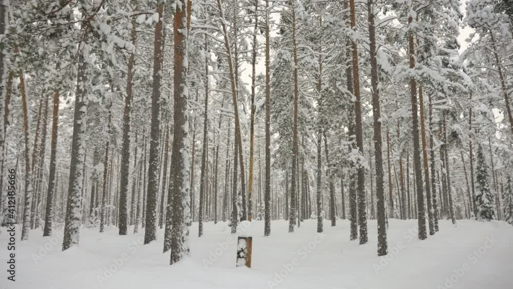 Landscape view of the forest filled with snow during the winter season Landscape view of the forest filled with snow during the winter season
