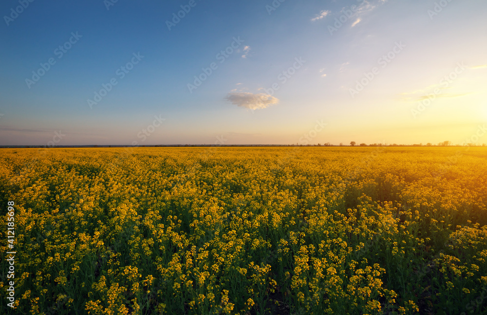 Rapeseed field at sunset. Blooming canola flowers in summer. Bright Yellow rapeseed oil Rapeseed field at sunset. Blooming canola flowers in summer. Bright Yellow rapeseed oil