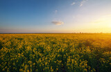 Rapeseed field at sunset. Blooming canola flowers in summer. Bright Yellow rapeseed oil