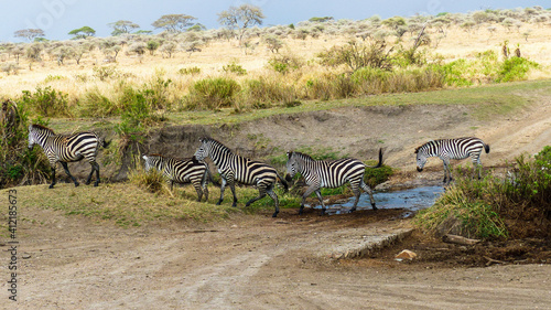 Fototapeta Naklejka Na Ścianę i Meble -  zebras