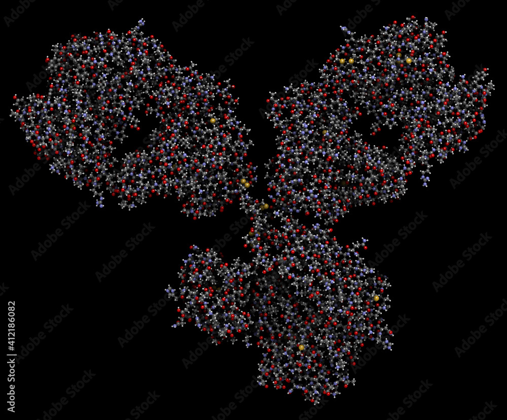 IgG1 monoclonal antibody (immunoglobulin). Many biotech drugs are antibodies. 3D rendering based on protein data bank entry 1igy. Ball-and-stick model with conventional color coding, black background. IgG1 monoclonal antibody (immunoglobulin). Many biotech drugs are antibodies. 3D rendering based on protein data bank entry 1igy. Ball-and-stick model with conventional color coding, black background.