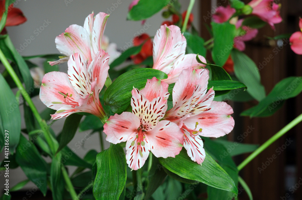 Pink-white alstroemeria on a background of green leaves