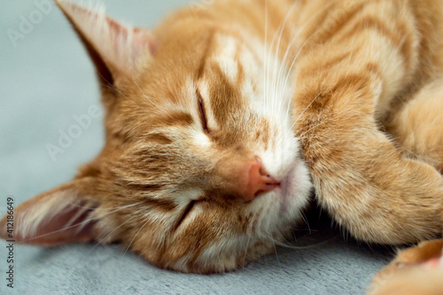 cute young ginger cat is sleeping on a gray bedspread, tabby red cat, kitty close-up portrait