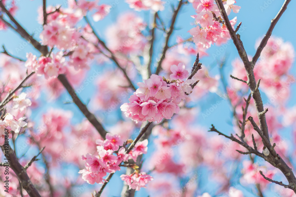 読谷村の寒緋桜