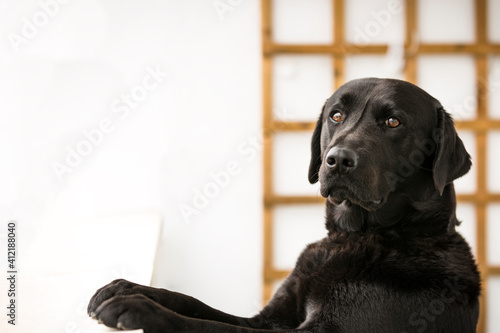 Black dog leaning out the window at home. Copyspace. Cute animal. Labrador dog.