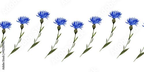 Watercolor seamless border with twigs  leaves  buds and flowers of the cornflower plant