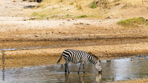 zebra crossing the river