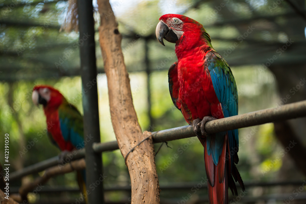 Scarlet macaw parrot bird, beautiful red bird perching on the wooden log Scarlet macaw parrot bird, beautiful red bird perching on the wooden log