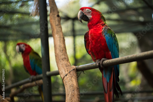 Scarlet macaw parrot bird, beautiful red bird perching on the wooden log © Artem Zakharov