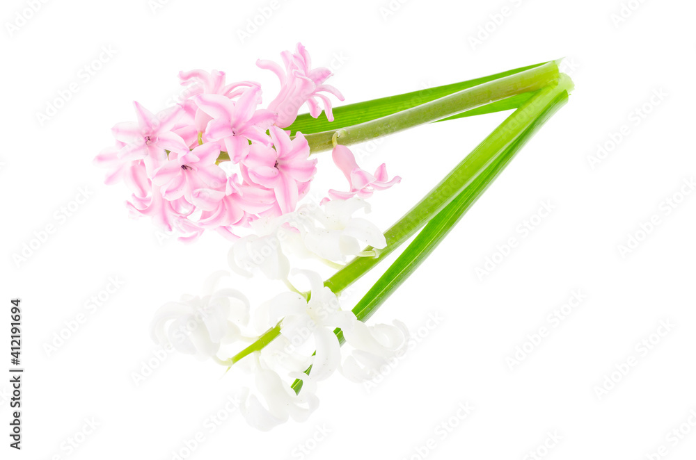 Naklejka premium Pastel garden hyacinths on white background. Photo