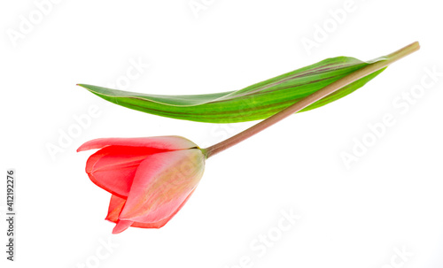 One pink garden tulip isolated on white background.