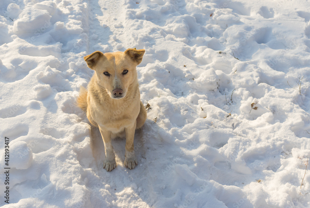 Portrait of cute yellow mixed-breed stray dog sitting lonely on snow covered street and looking hard with pleading look
