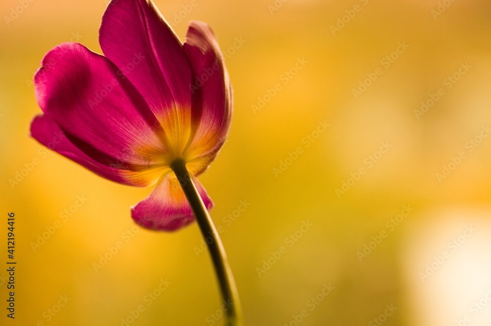 Fototapeta premium Tulpe dunkelrosa/gelb