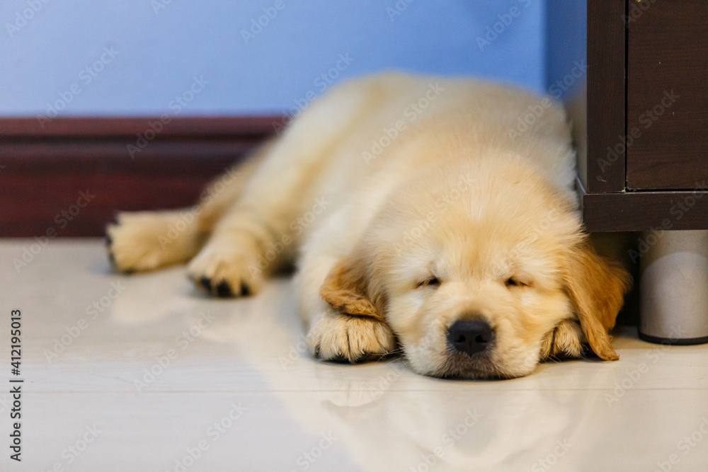 Golden retriever puppy sleeping on floor.