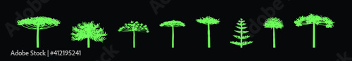 set of araucaria tree cartoon icon design template with various models. vector illustration isolated on black background