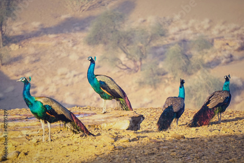 Wild Peacocks in the Thar desert, Jaisalmer, India photo