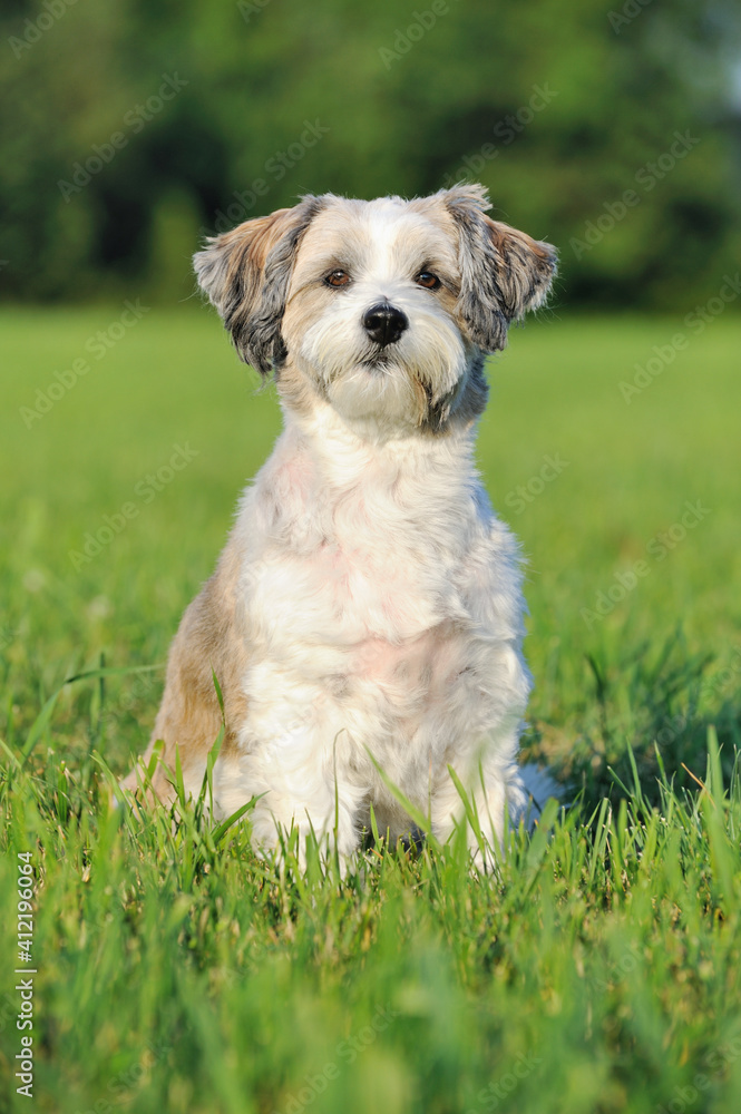 Bolonka Zwetna puppy dog is sitting in the meadow Bolonka Zwetna puppy dog is sitting in the meadow