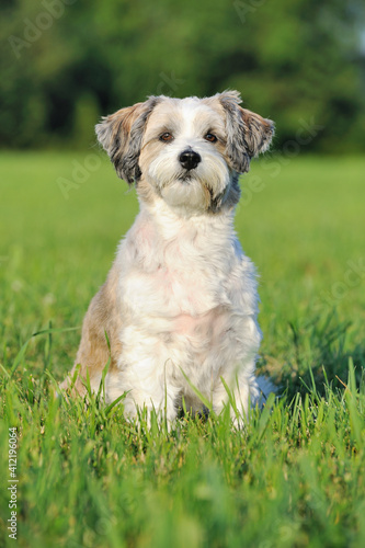 Bolonka Zwetna puppy dog is sitting in the meadow 