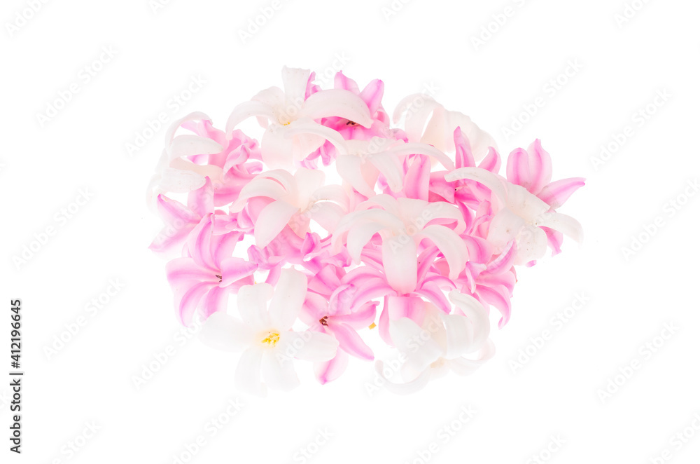 Small hyacinth flowers isolated on white background