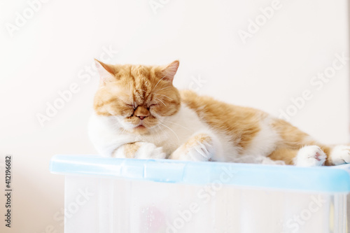 Fototapeta Naklejka Na Ścianę i Meble -  Funny adult ginger cat lies on a box isolated on a beige background and looks into the frame
