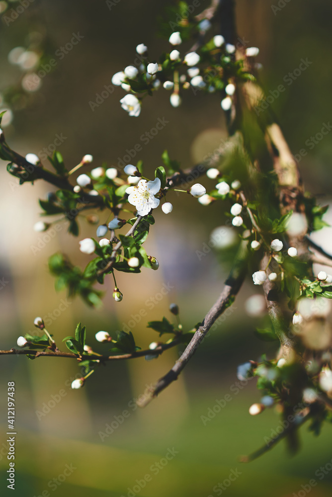 blooming tree