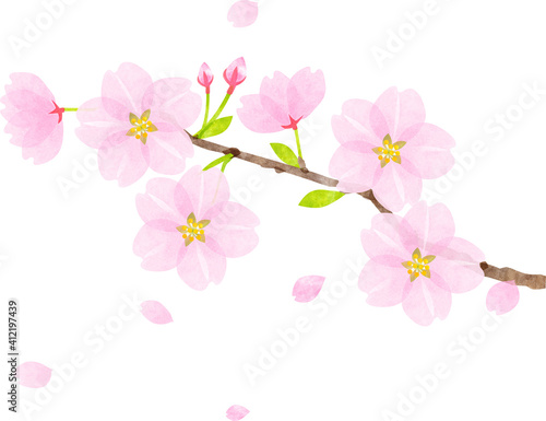 Cherry blossom branch watercolor texture