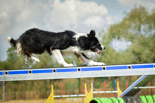 Dog Border collie in agility balance beam. Amazing day on czech agility competition. They are middle expert it means A2.