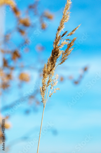 spikelet of grass against the sky