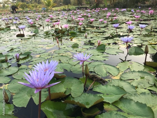 Lotus pond at Kampangpetch, Thailand. photo