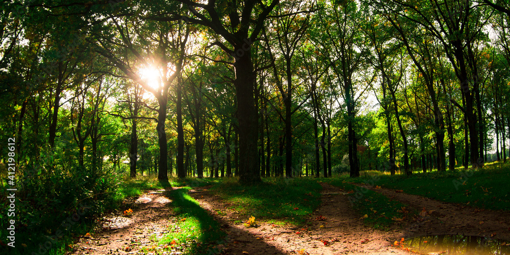 Fototapeta premium path in the forest