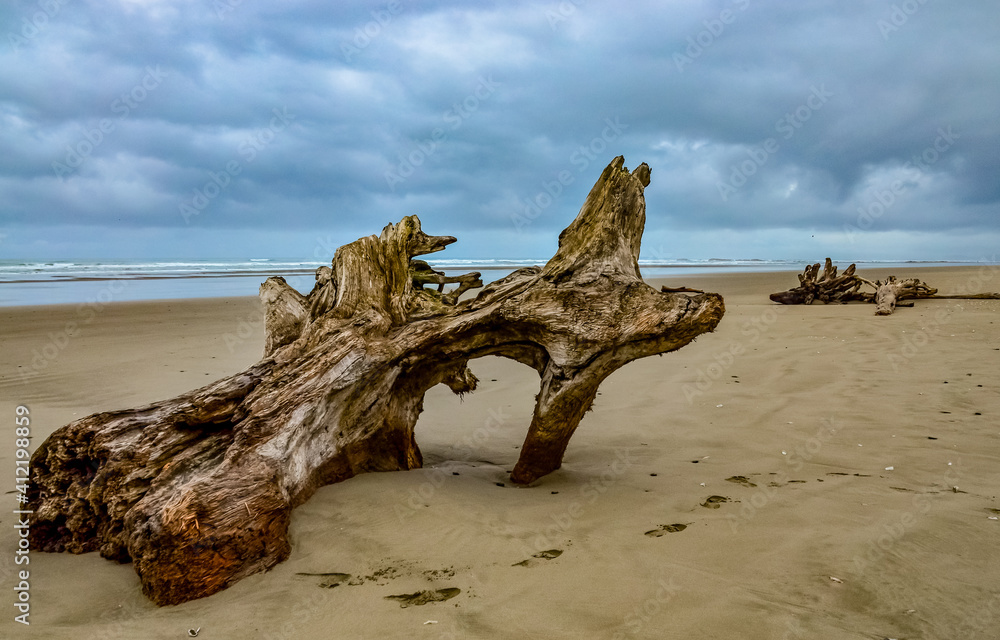 Trunks of fallen trees at low tide on the Pacific Ocean in Olympic, National Park, Washington