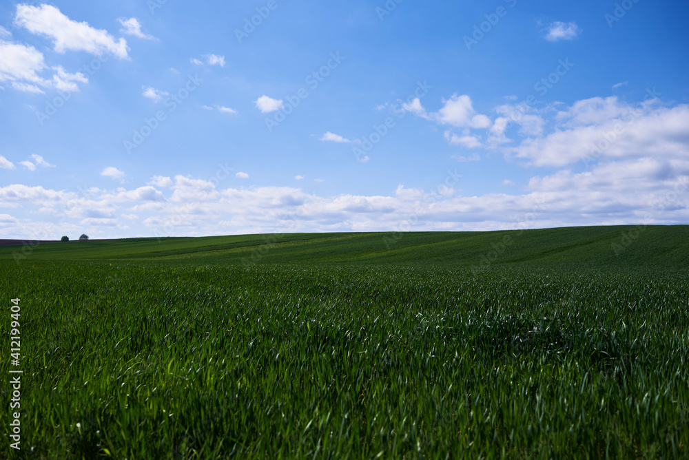 Fototapeta premium green field and blue sky