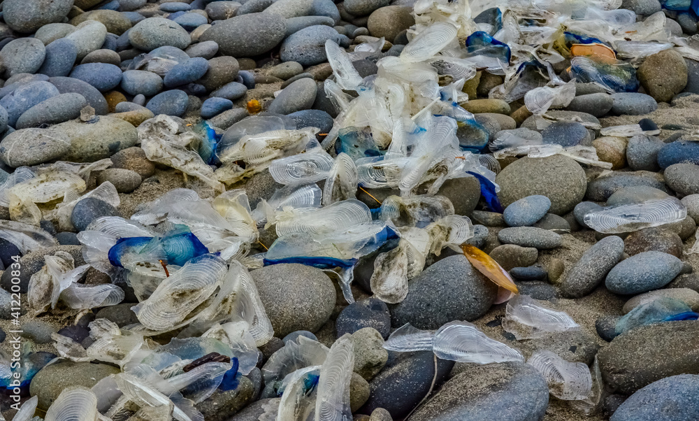 Blue jellyfish VELELLA sp., taken ashore by storm, on the shores of the Pacific Ocean in Olympic National Park, Washington Blue jellyfish VELELLA sp., taken ashore by storm, on the shores of the Pacific Ocean in Olympic National Park, Washington