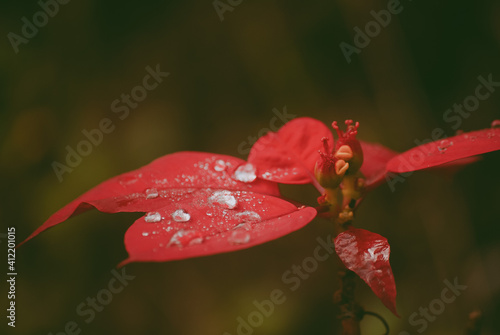 red flower with water drops