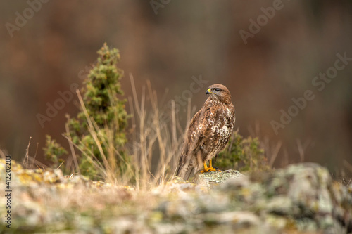 Buzzard in the nature © Lukas