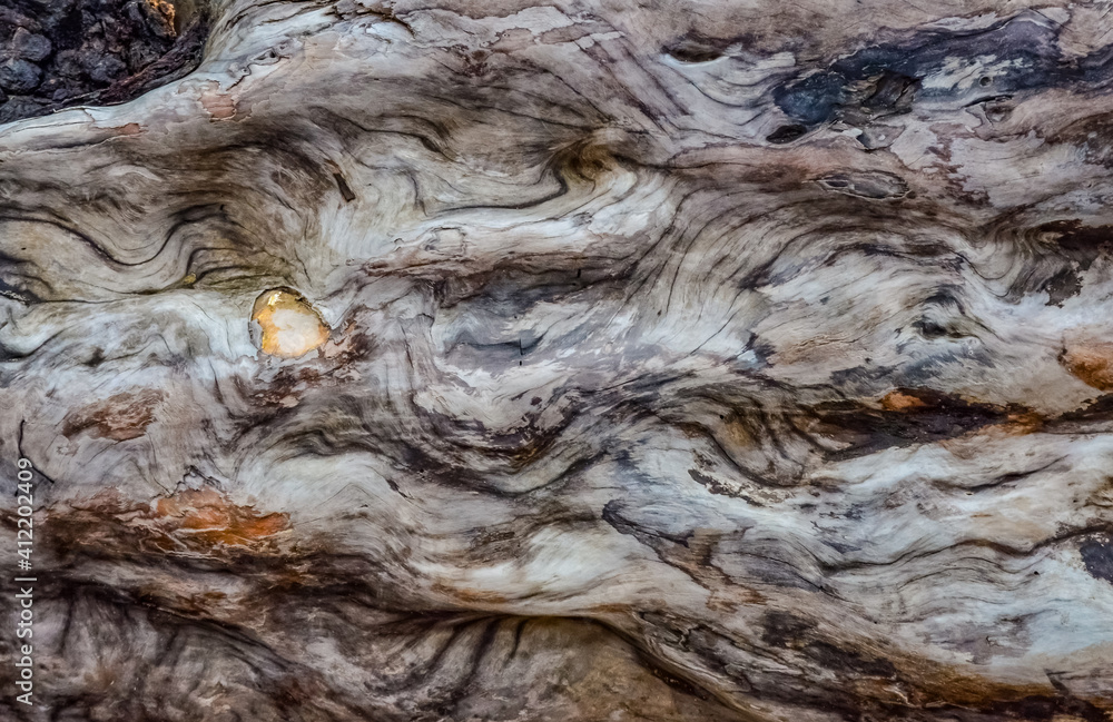 Patterns of layers of wood on dead pine trees on the shores of the Pacific Ocean in Olympic National Park, Washington