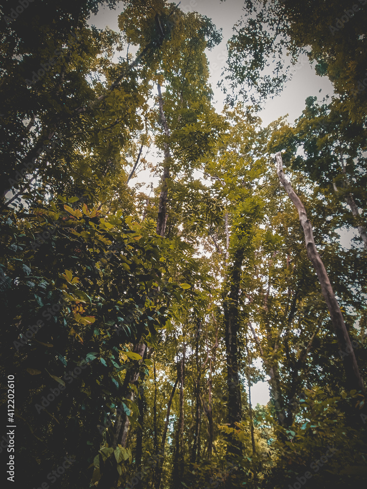 Obraz premium autumn in the forest