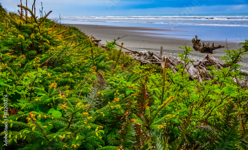 Conifers and ferns on the Pacific Ocean in Olympic National Park, Washington, USA