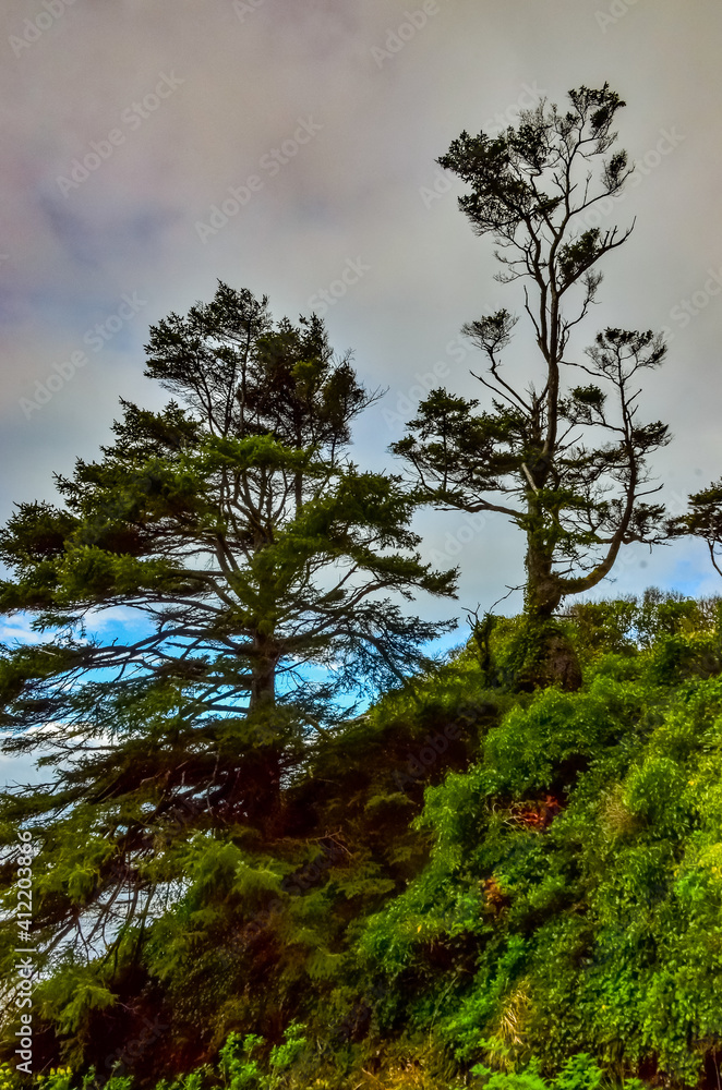 Tall conifers over the Pacific coast in Olympic National Park, Washington