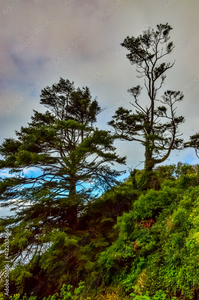 Tall conifers over the Pacific coast in Olympic National Park, Washington Tall conifers over the Pacific coast in Olympic National Park, Washington