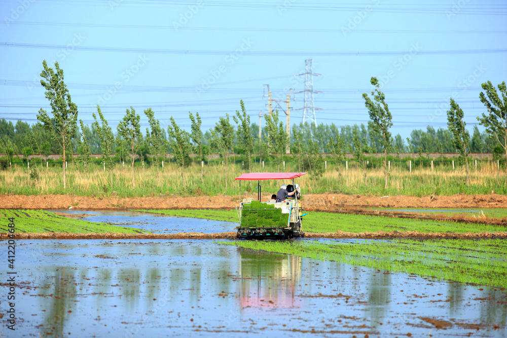 Fototapeta premium Farmers planting rice in field by using rice planting machine.