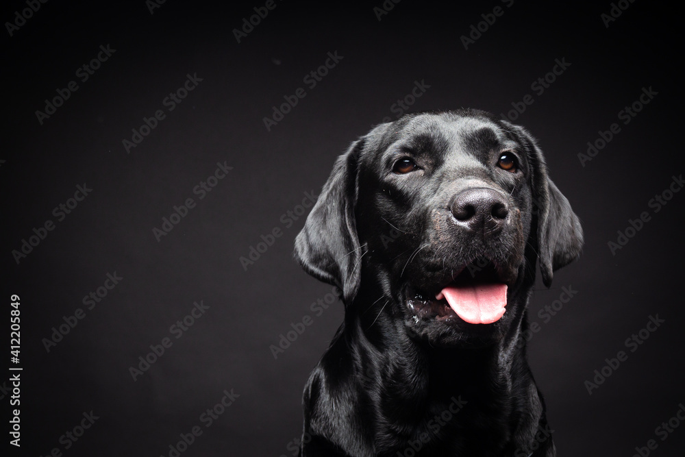 Portrait of a Labrador Retriever dog on an isolated black background.