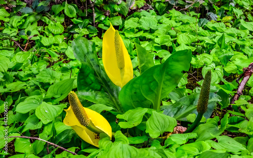 Western Skunk Cabbage (Lysichiton americanus) in a red alder grove, Olympic National Park, Washington photo